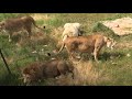 Кай последним ушел с кормежки! Тайган.Many lions in Crimea