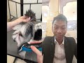 Dog haircut! Don't cry my baby#dog #animal #shorts