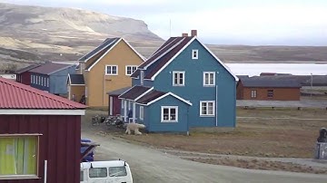 Polar Bears Coming to Town