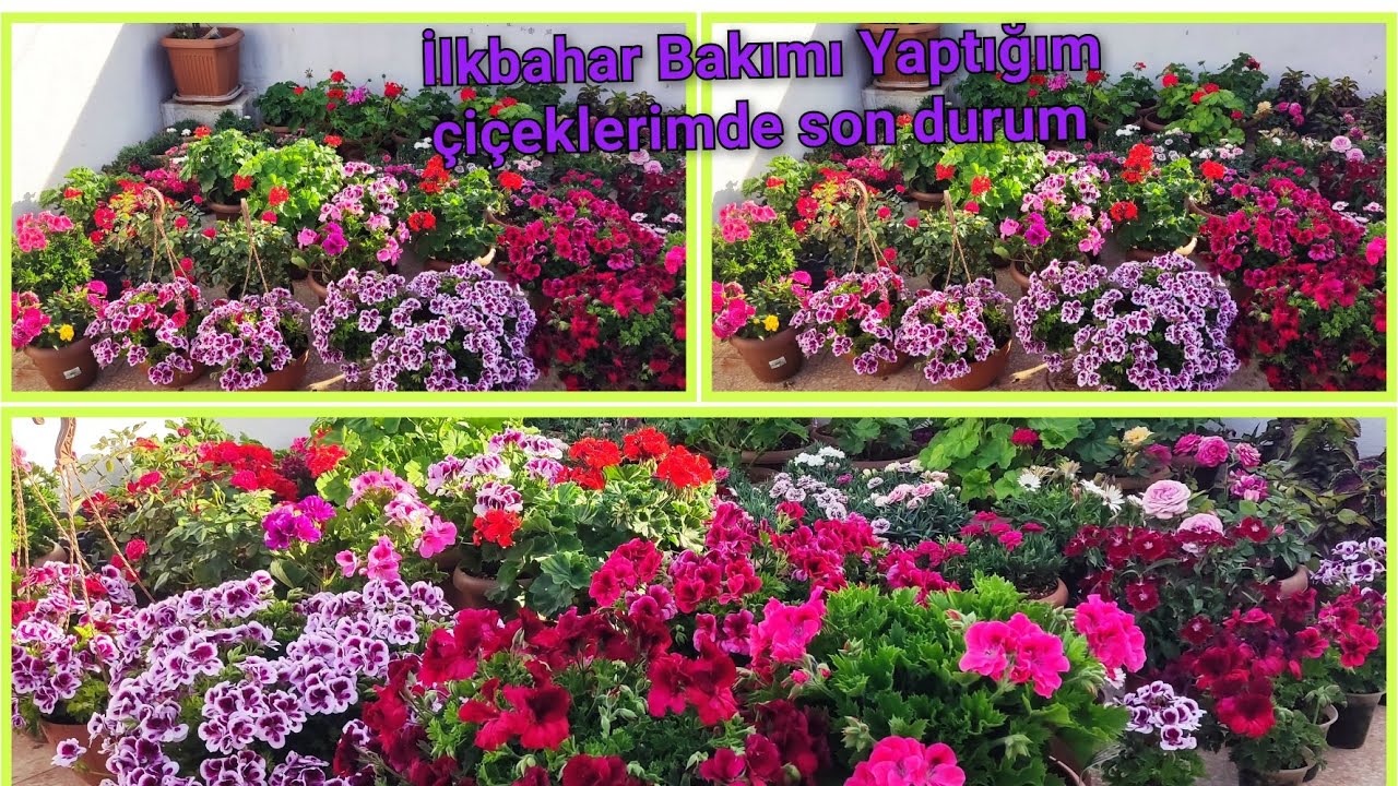 Teras Turu:Ceylan Gözleri,Sardunyalar,Bodur Güller,Bodur Karanfiller,Bodrum Papatyası,Çin Karanfili