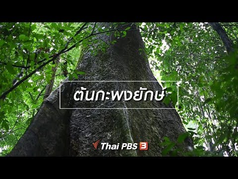 ต้นกะพงยักษ์ : เรียนรู้วิถีไทย (16 ก.พ. 62)