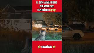 el gato: Esto es Cine 😸😼 #humor #cat #fun #gatos #parati