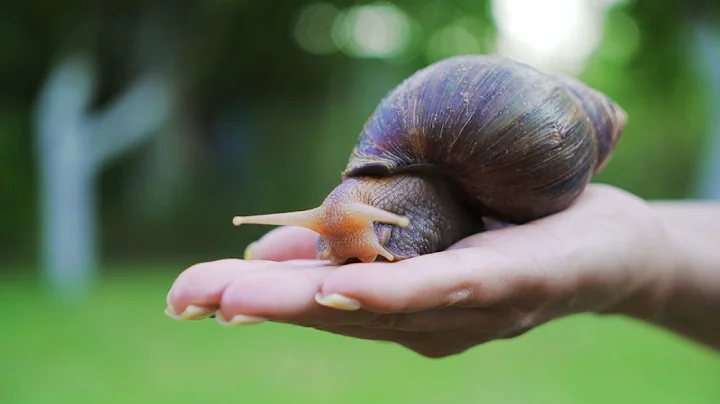 Why African Land Snails Are Dangerous to Humans - DayDayNews