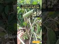 #shorts ஜம்பு நாவல் #8825771588 #garden #trending #tamilshorts #navel #jamu #friuts #plants #video