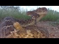 Western Diamondback Rattlesnake goes for a 360° turn