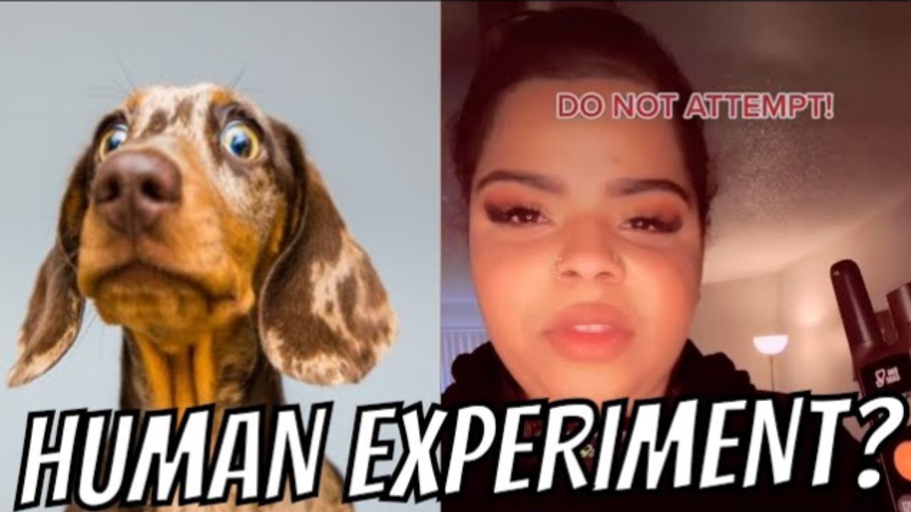 THIS TIKTOKER TESTS DOG'S SHOCK COLLAR ON HERSELF YouTube