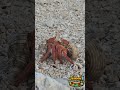 Why Hermit Crabs Die as Pets