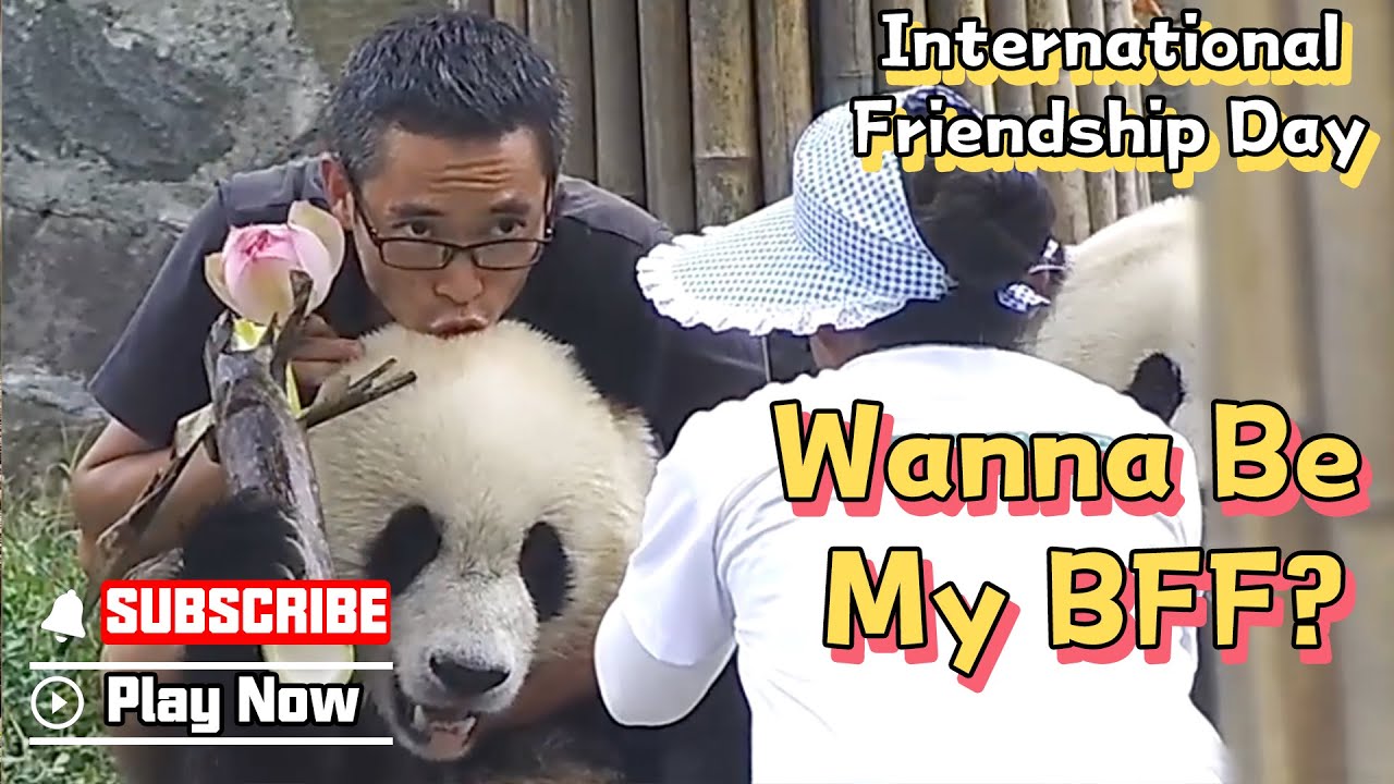 【If Pandas Can Talk】Episode 13 Pandas' International Friendship Day | iPanda