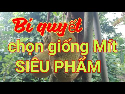 Video Bí quyết chọn được cây mít Siêu phẩm, từ trong hàng... - youtube