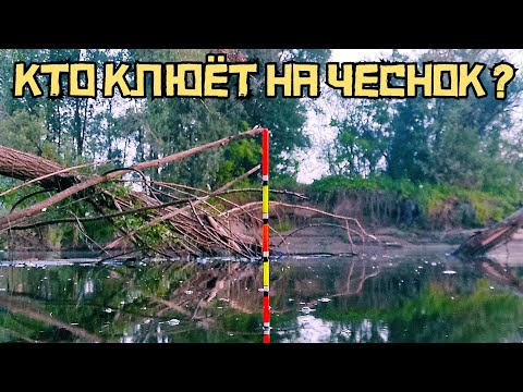 ЧЕСНОЧНАЯ ЖИЖА СРАБОТАЛА! Кто клюёт в ЯМЕ на поплавок? Карась или лещ?