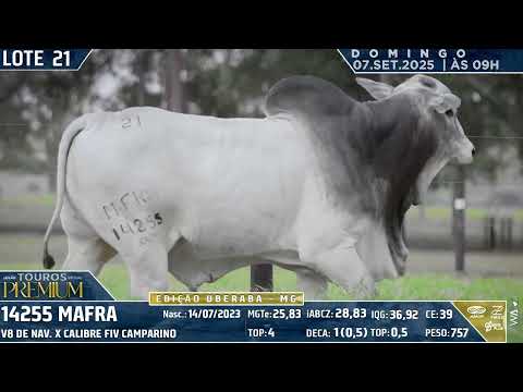 LOTE 21