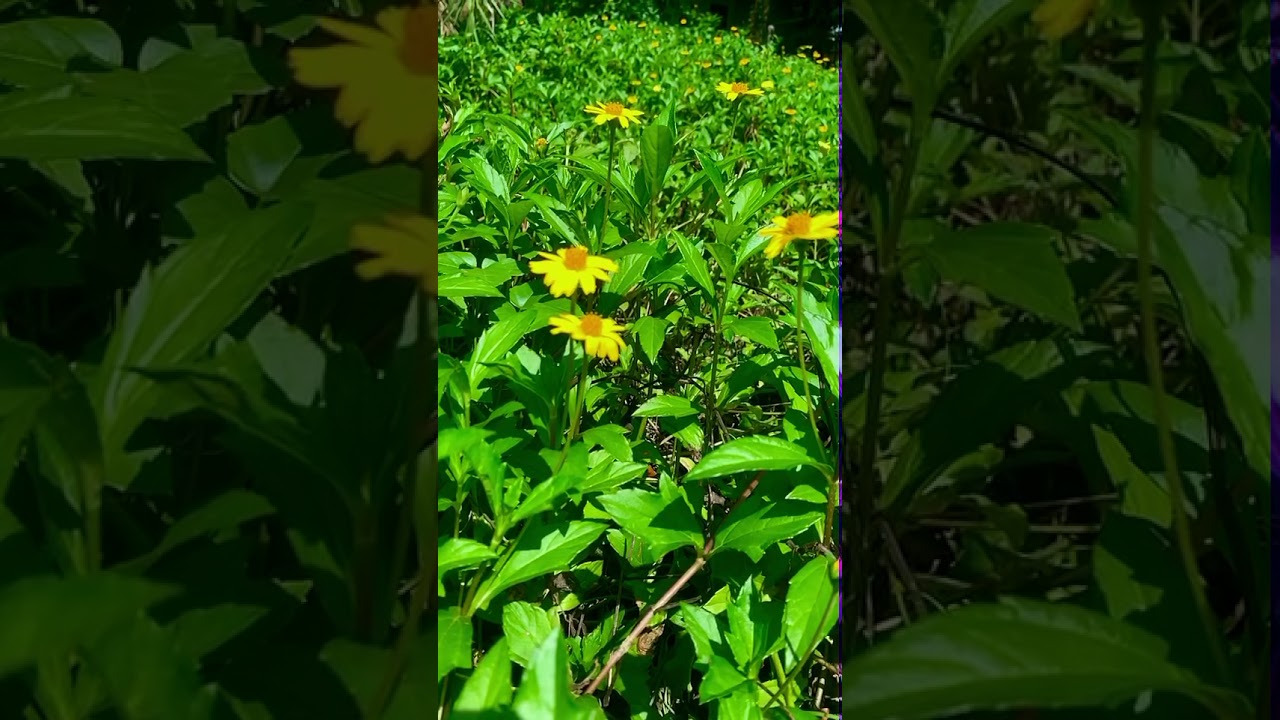 Butterfly,Butterfly,Butterfly fly away YouTube