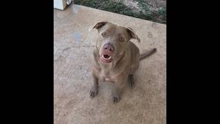 Beginner Scent Work: Loki Is Already Getting Faster! | Day 2