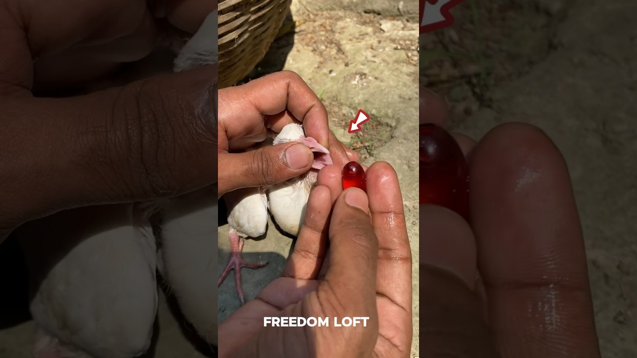 😱 Pigeon feathers do well 💊🕊️ | 