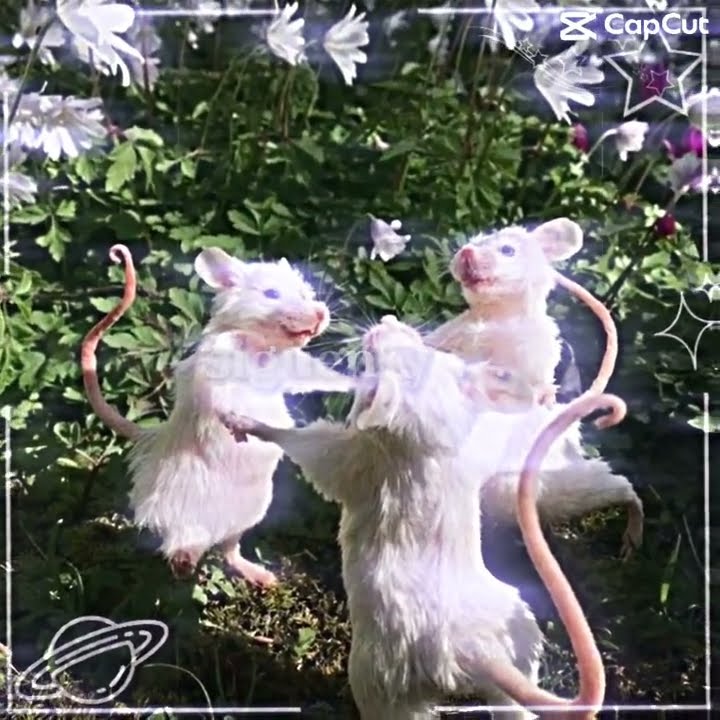 Lo hice por que me gusto la canci贸n y tenia esa foto de las ratitas :) #edit #musica