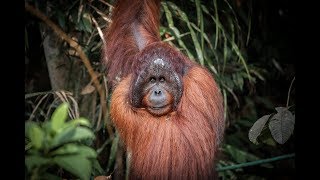 Monkey Island 2018 - Backpacking in Borneo (Malaysia) (GoPro - HD)