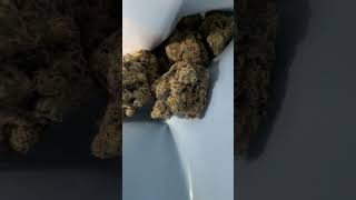 Cookies | Vienna| (Glitterbox X Biscotti)| UK Medical Flower #medicalcannabis #ukmedicalcannabis