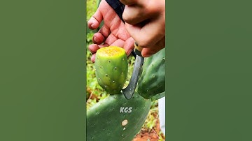 How Prickly Pears Are Harvested and Peeled 🌵🍈 Nature’s Hidden Fruit!😲