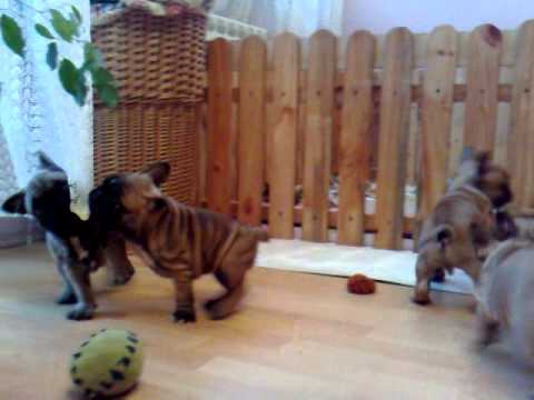 French bulldog // Buldog Francuski hodowla Corine ...