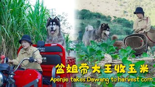 Apenjie takes Dawang to harvest corn | 盆姐带大王收玉米【阿盆姐家的大王】