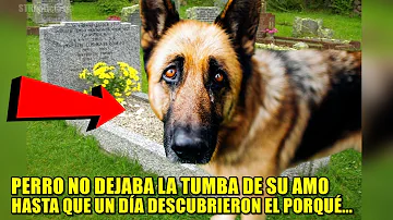 ¿Cómo saben los perros cuál es la tumba de sus dueños?