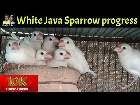 white Java sparrow breeding progress | Java Breeding tips | Java sparrow | Java birds | java finch
