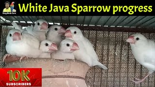 Celebrity white Java sparrow breeding progress | Java Breeding tips | Java sparrow | Java birds | java finch Profile