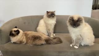 Two Birmans and a Ragdoll next to each other!