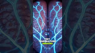 What Happens Inside Your Body When You Drink Cold Water | 3D Human Anatomy Explained#shorts