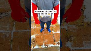 How Animals See The World  Xxx Tentlcion ytshorts viral  usa uk