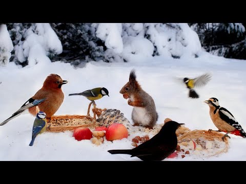 Forest Friends in Winter Wonderland: 10 hours Cat & Dog TV