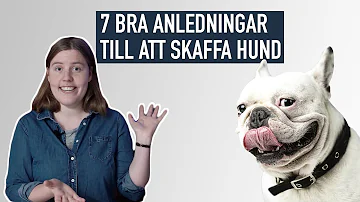 Hur länge löper en hund blod?