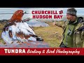 Tundra Bird Photography &amp; Birding Churchill Part 2 Hudson Bay