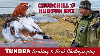 Tundra Bird Photography & Birding Churchill Part 2 Hudson Bay