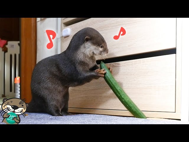 カワウソのビンゴにきゅうりをあげた反応が可愛かった(Otter Bingo funny reaction on cucumber)