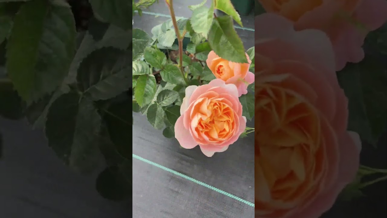 Cheap Square Plastic Plant Pots for Roses 