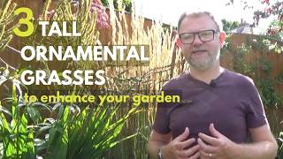 3 Tall Perennial Ornamental Grasses to Grow | Enhance your Garden with these non-invasive Grasses