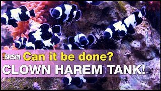 How to set up a clownfish harem reef tank.