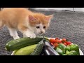 初めて夏野菜を見たら興味津々でした【子猫成長日記#19】