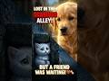 The Day a Stray Kitten Met Her Hero 🥺 | An Unlikely Friendship #shorts