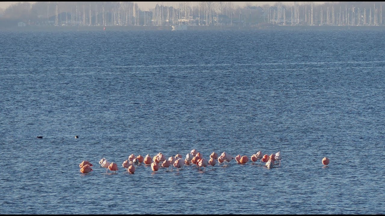Battenoord winter - flamingo's in het Grevelingenmeer 2 / Goeree