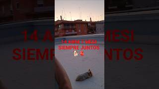 #yorkshire#yorkshireterrier#yorkie#perros#pets#pet#puppy#puppylove#dog#dogs#doglife