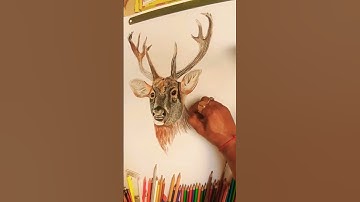 Deer Drawing Realistic Shorts #shortvideo #short #art #artwork #artist #realistic