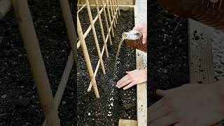 Secret to a Huge Bean Harvest! 🌱 Bamboo Trellis Hack