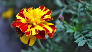 Flowers - Joy Of Life - Thomas Newman