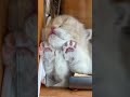 #monkey #animal #animals #cat #cats #cute #shortvideo #subscribe #alphabet #christmas