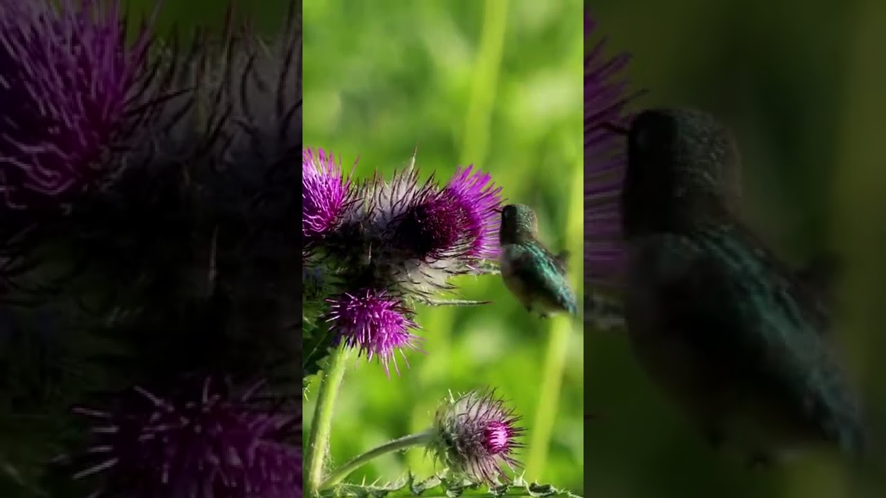 Watch This Colorful Rufous Hummingbird Drinking Milk Thistle!