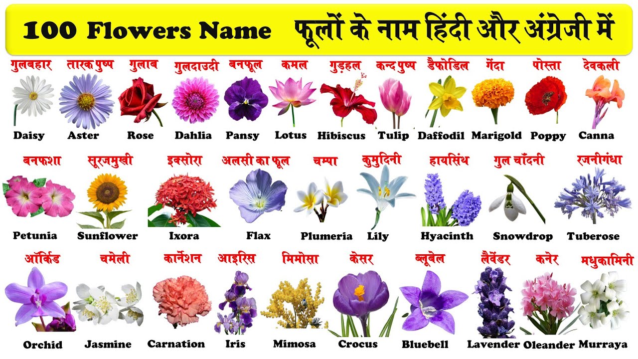 100 Flowers Name In English And Hindi