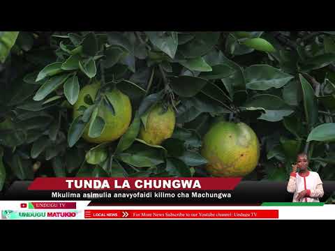 Video: Aina Za Machungwa - Kuna Aina Ngapi za Machungwa