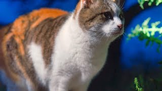 辛く厳しい自然の中で生き抜くシニアの三毛猫【地域猫 】 #野良猫 #捨て猫